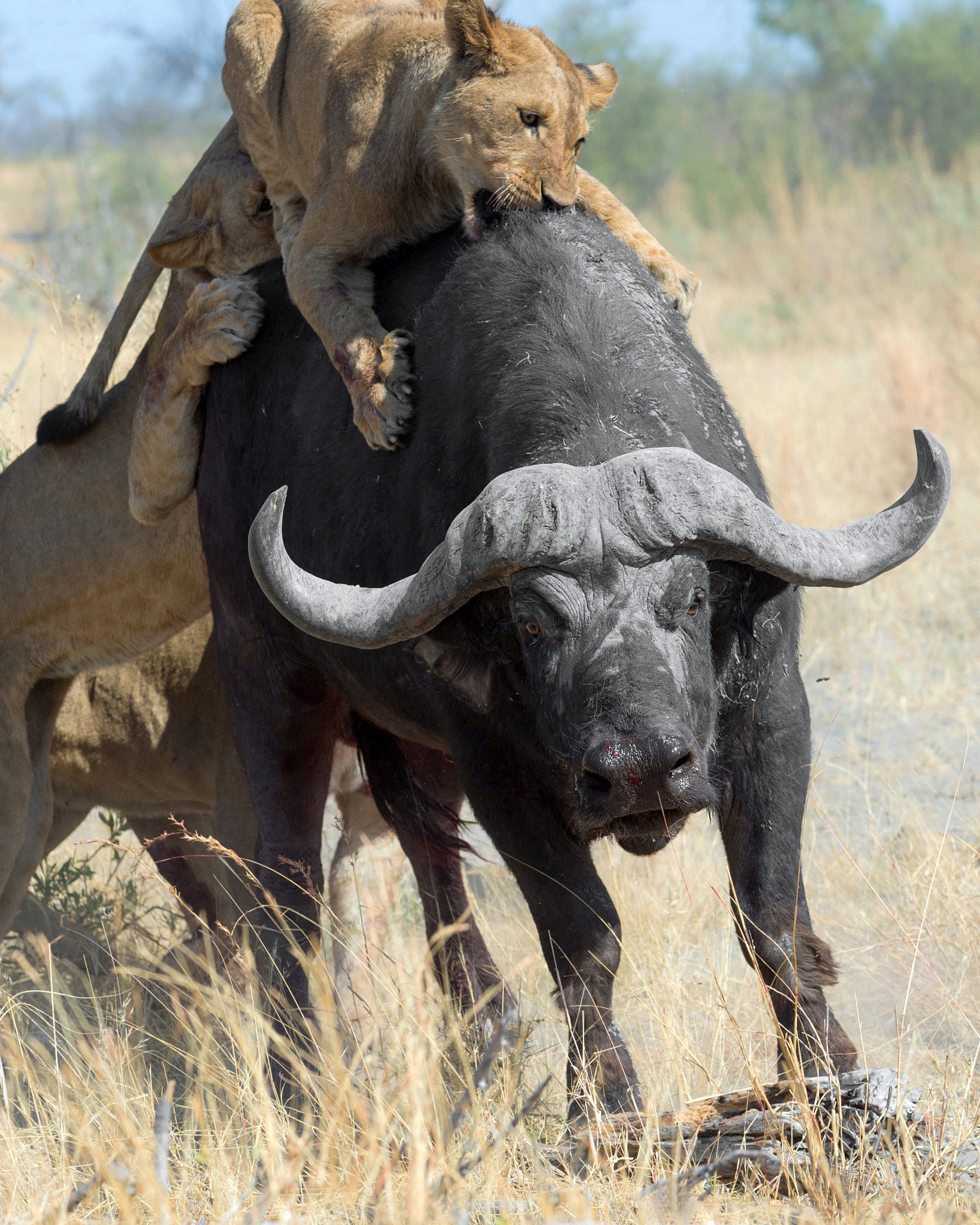 Nikon AF-S Nikkor 70-200mm F4G ED VR sample photo. Buffalo rodeo! photography