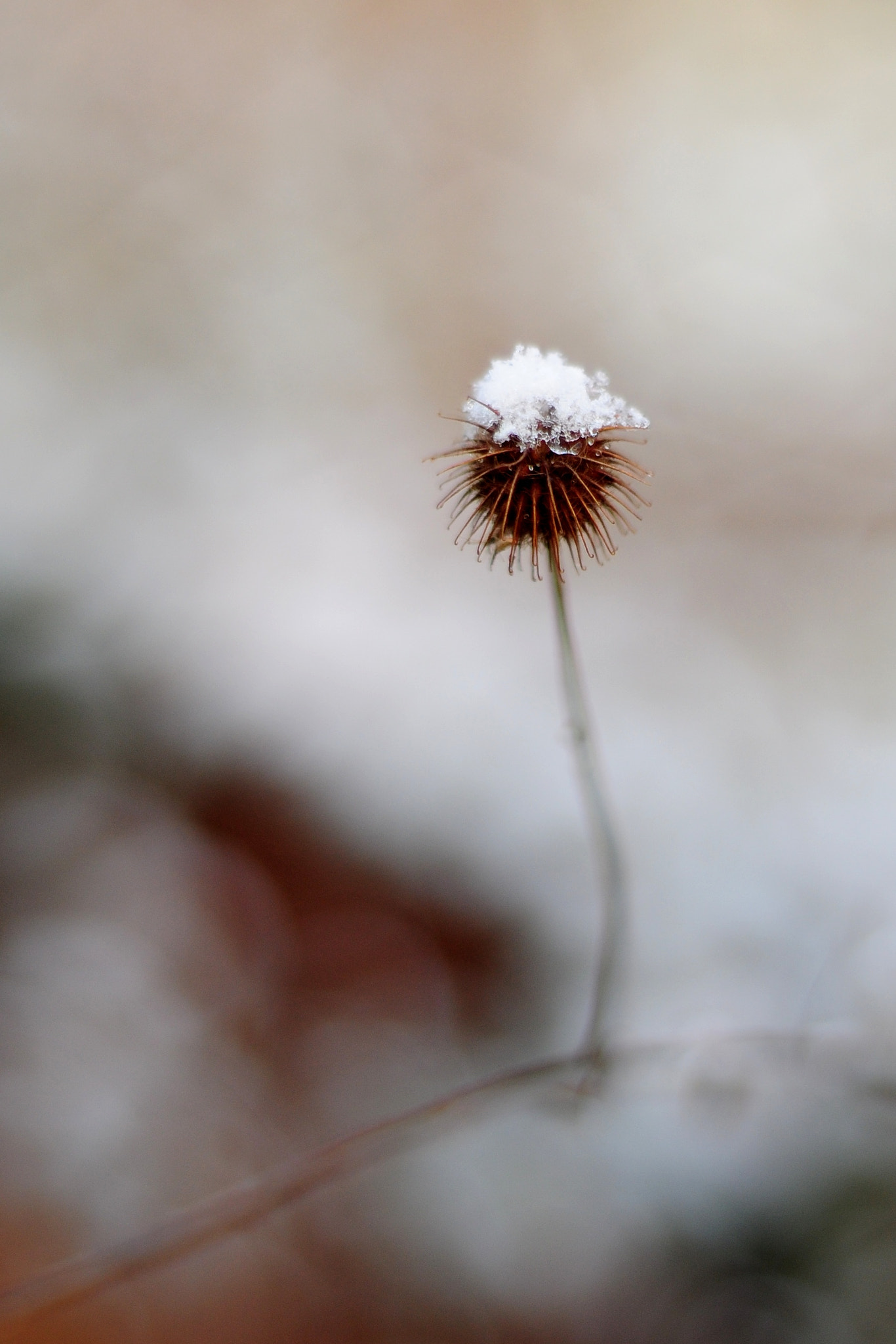 Nikon D300 + AF Nikkor 50mm f/1.8 sample photo. First snow photography
