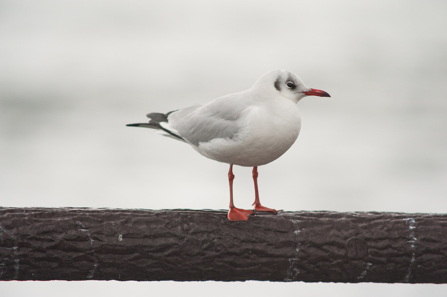 Sigma 300mm F2.8 APO EX DG HSM sample photo