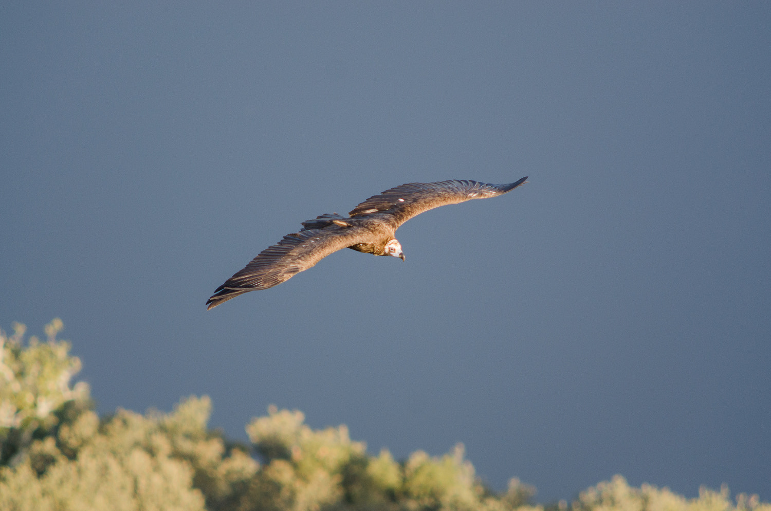 Nikon D7000 + Sigma 300mm F2.8 APO EX DG HSM sample photo
