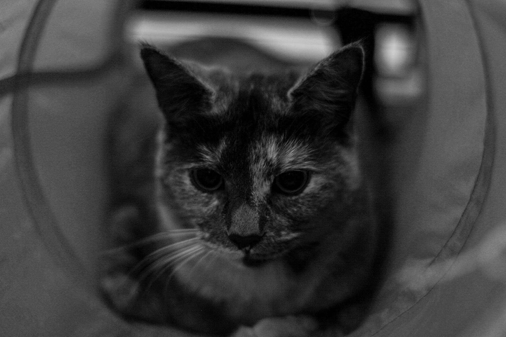 Canon EOS-1D Mark II N sample photo. Lola photography