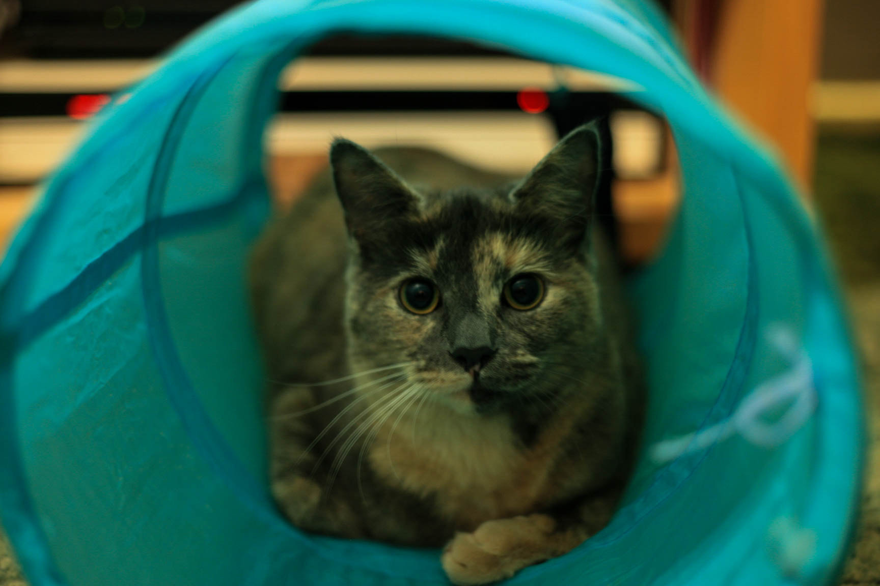 Canon EOS-1D Mark II N sample photo. Pr_07567.jpg photography