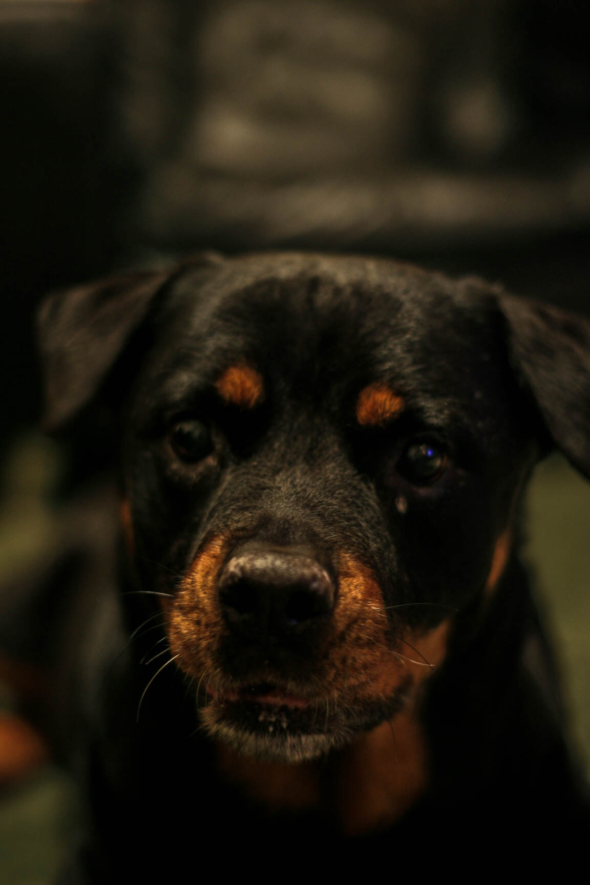 Canon EOS-1D Mark II N sample photo. Mia photography