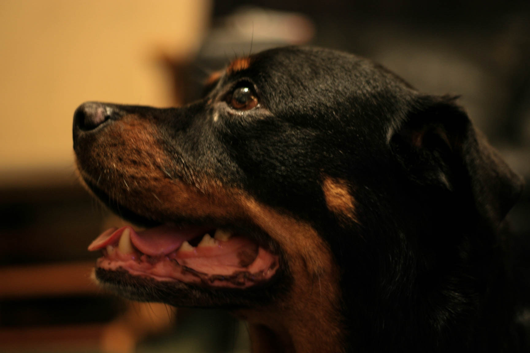 Canon EOS-1D Mark II N sample photo. Mia photography