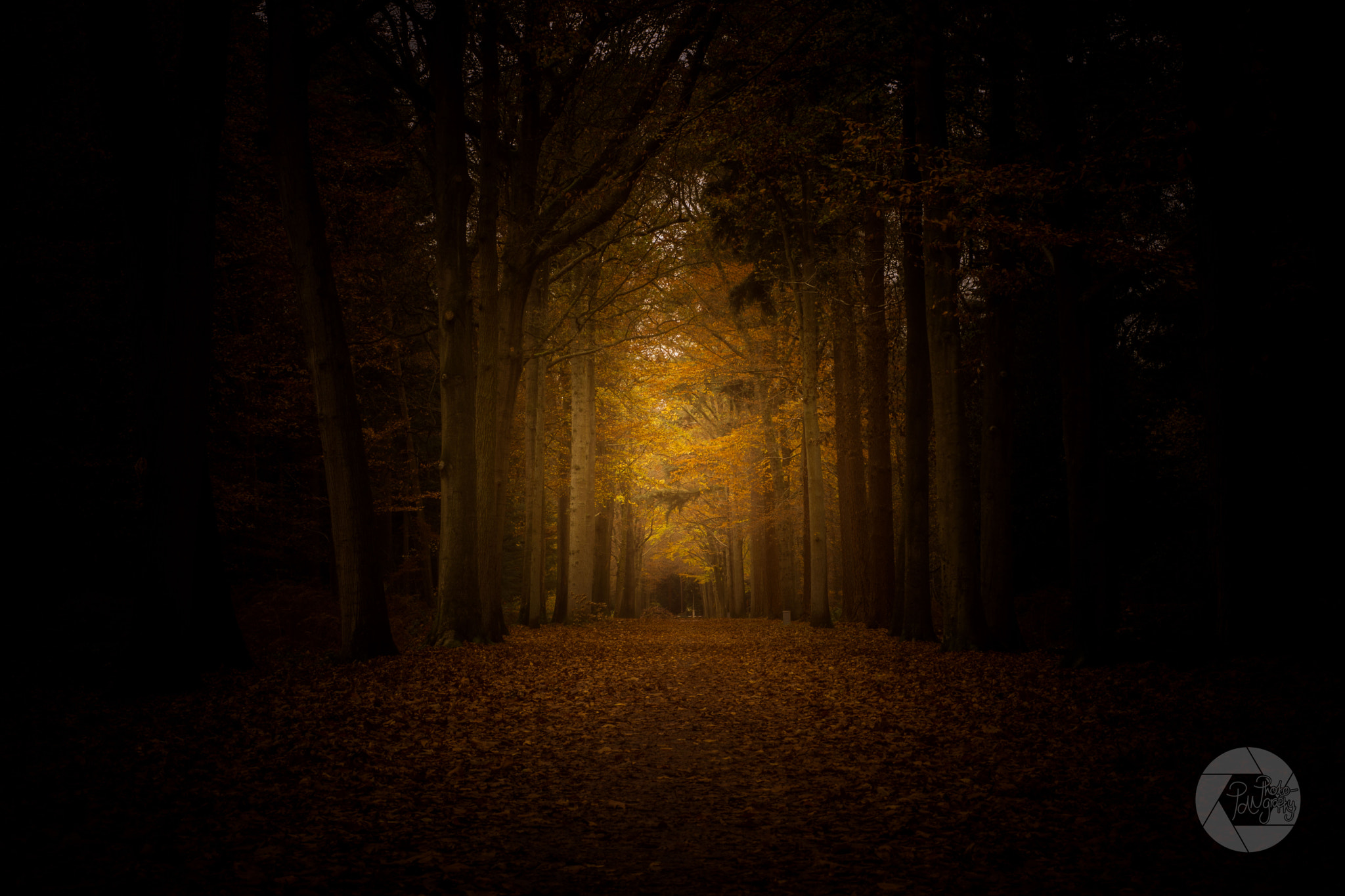 Sony SLT-A77 + Sony 50mm F1.4 sample photo. Mysterious woods photography