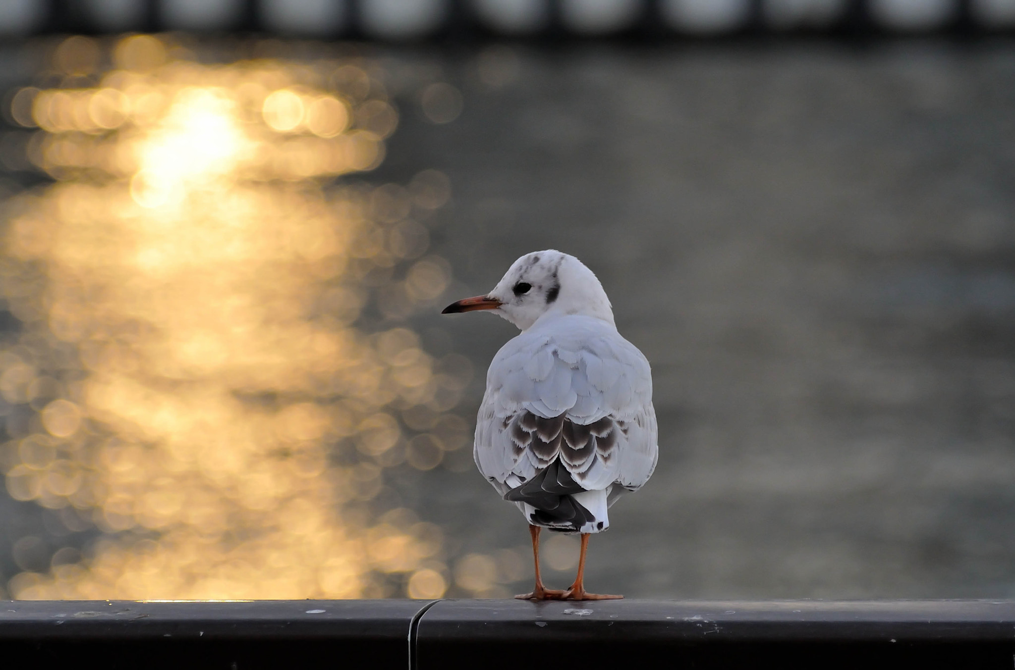 Nikon 1 V1 + VR 55-200mm f/4-5.6G sample photo. Asakusa20151205 photography