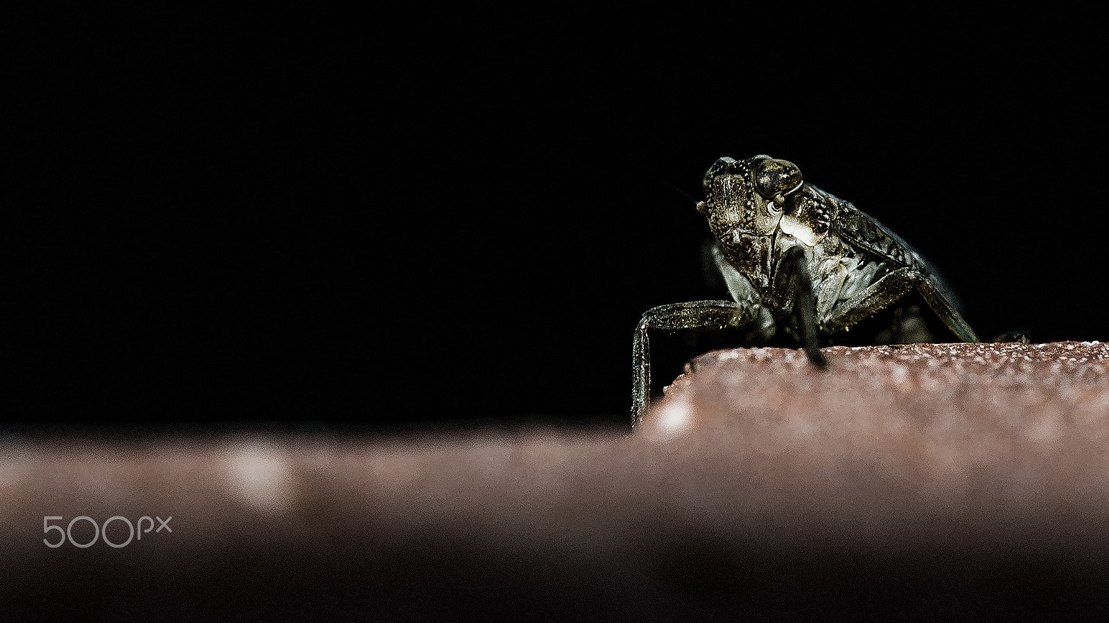 Sigma 150mm F2.8 EX DG Macro HSM sample photo. Mini heuschrecke photography