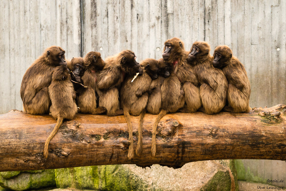 Panasonic Leica DG Macro-Elmarit 45mm F2.8 ASPH OIS sample photo. Monkey on.. photography