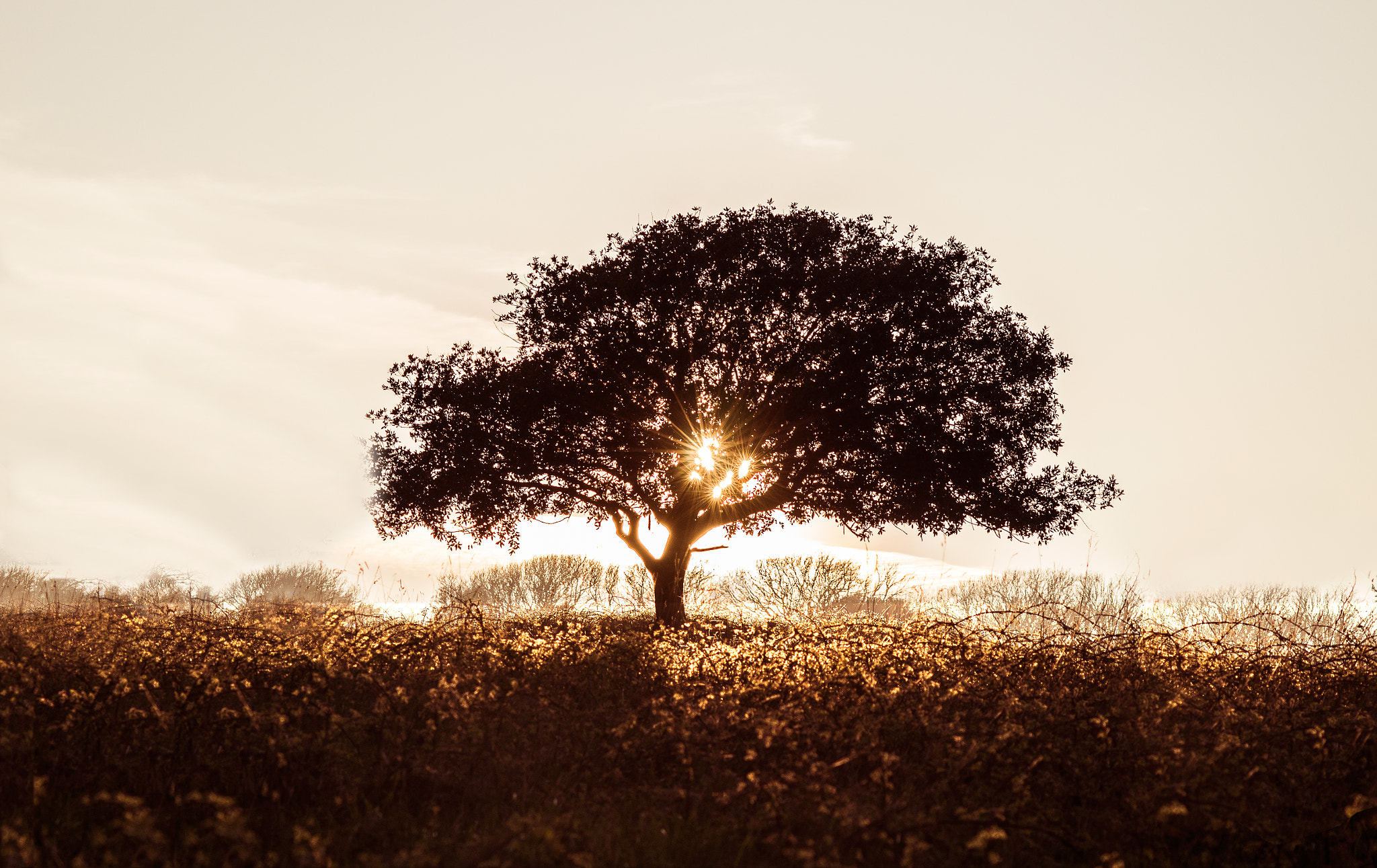 Sigma 70-300mm F4-5.6 DL Macro sample photo. Sloidarity tree. photography