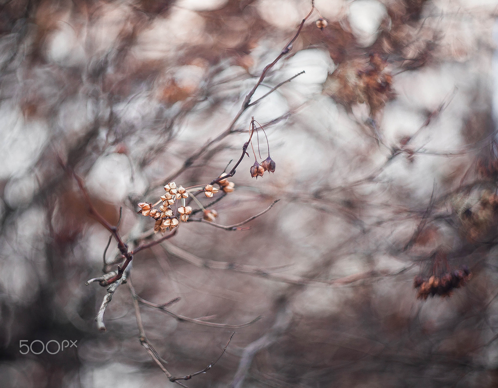 Canon EF 35-80mm f/4-5.6 sample photo. Bokeh photography
