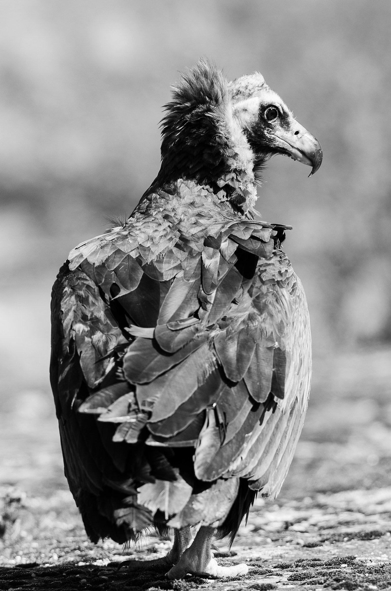 Nikon D7000 + Sigma 300mm F2.8 APO EX DG HSM sample photo. Portrait de vautour photography