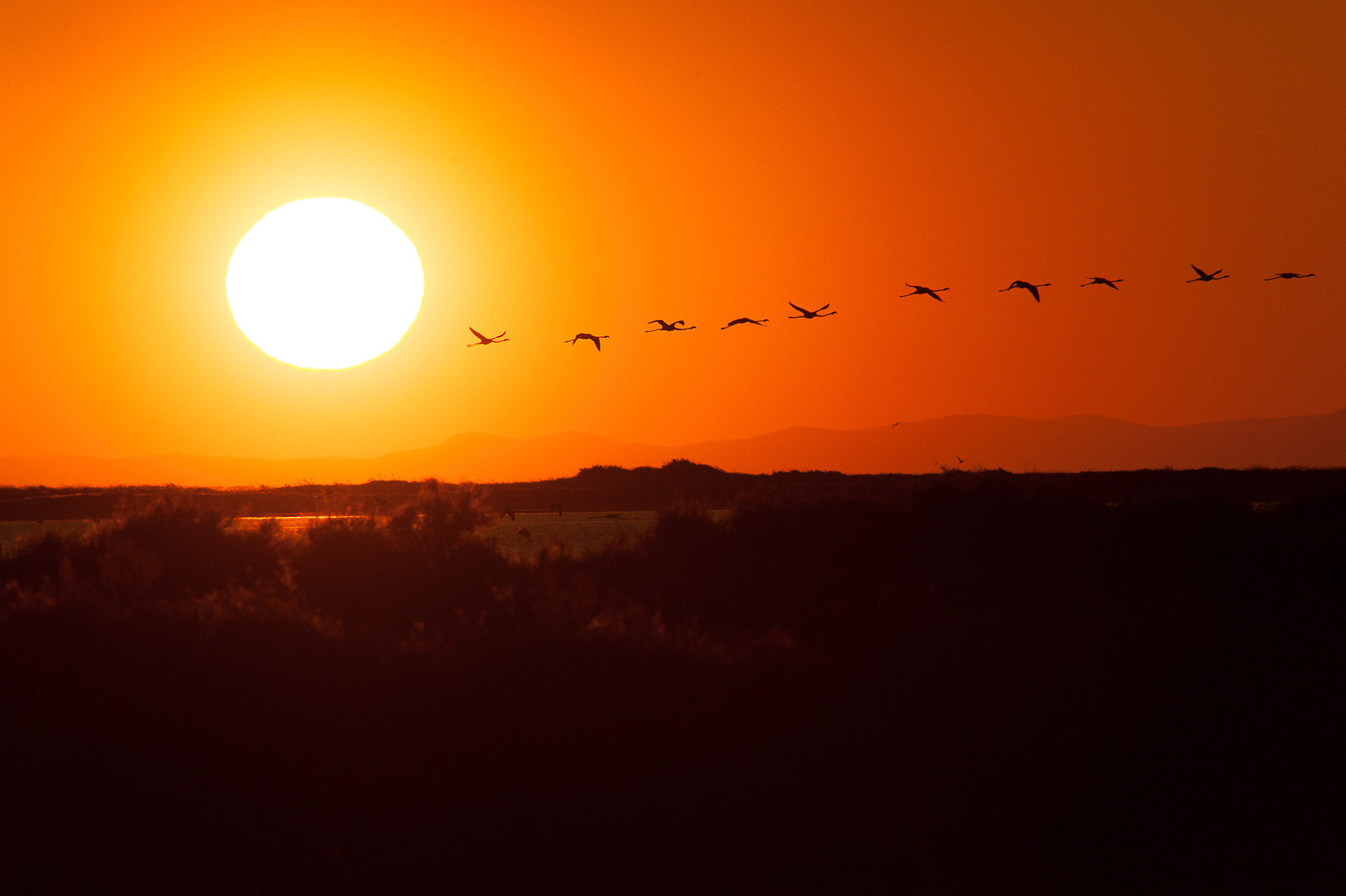 Sigma 300mm F2.8 APO EX DG HSM sample photo. Vol de flamand rose photography