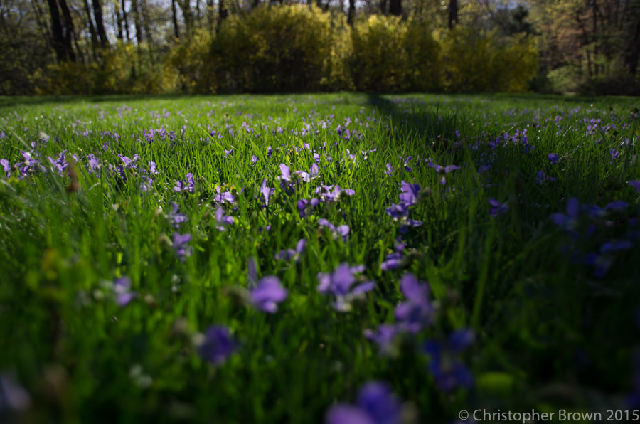 Pentax smc DA 15mm F4 ED AL Limited sample photo. Shades of spring photography