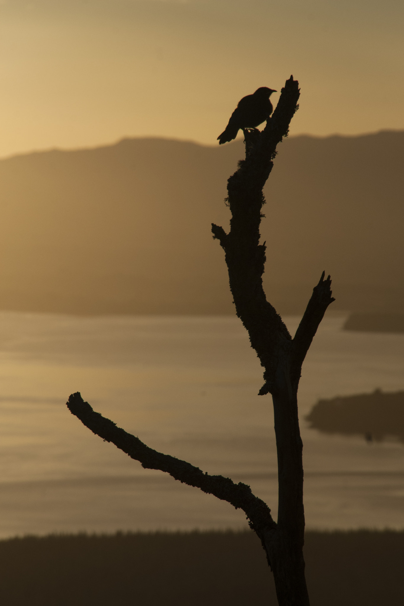 Nikon D200 + Sigma 18-200mm F3.5-6.3 DC sample photo. Bird on branch photography