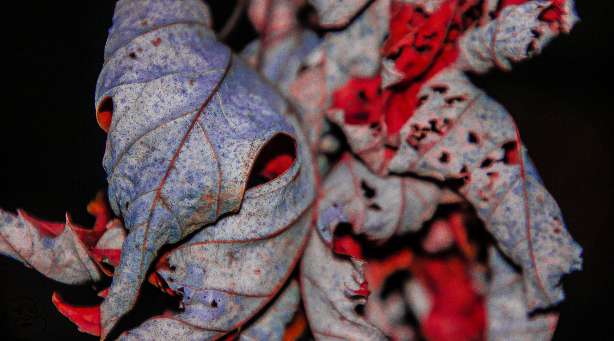 Canon EOS 760D (EOS Rebel T6s / EOS 8000D) sample photo. Bleeding leafs photography