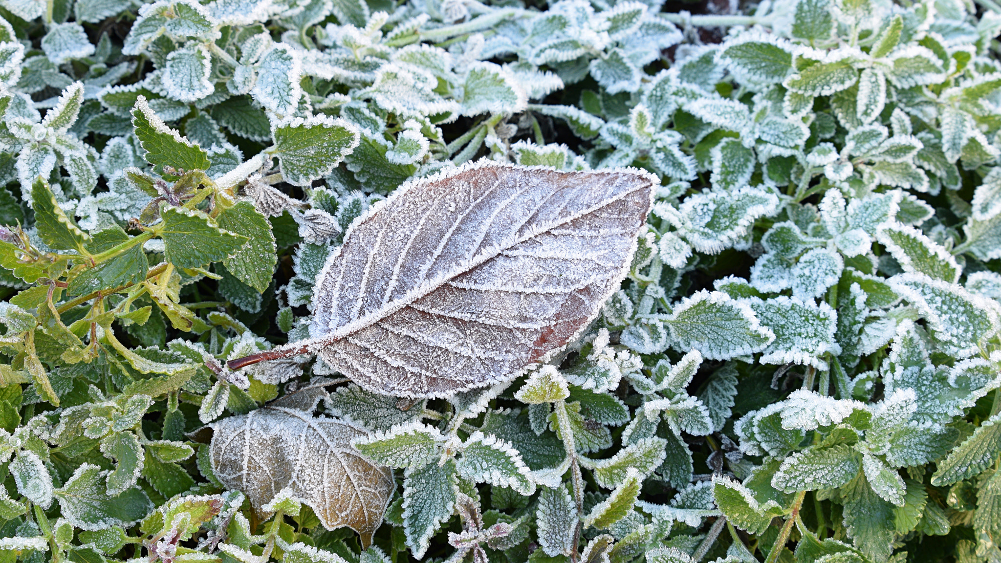 Tamron SP 24-70mm F2.8 Di VC USD sample photo. Garden welcoming winter photography