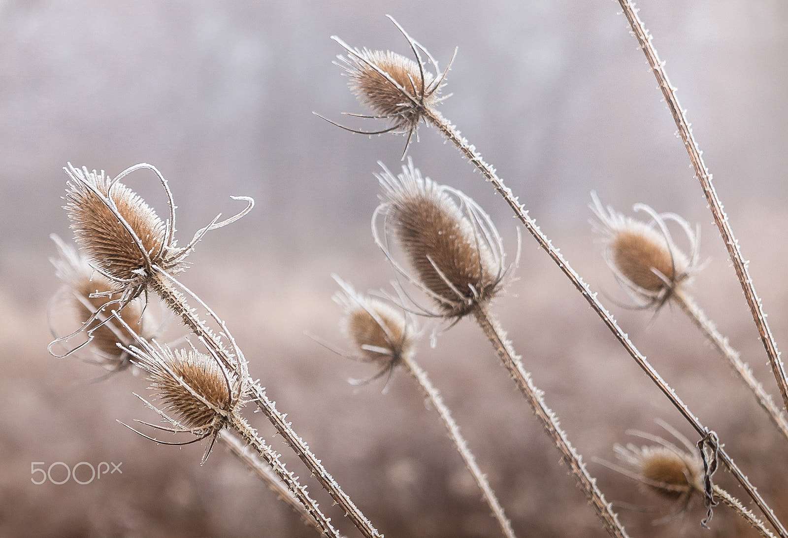 Canon EOS 450D (EOS Rebel XSi / EOS Kiss X2) sample photo. Frost on common teasel photography