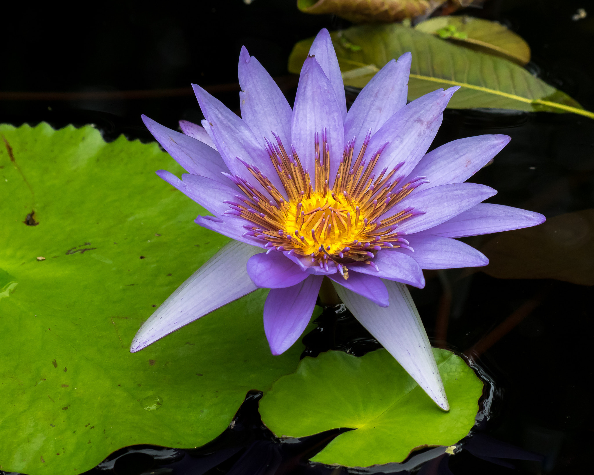 Olympus Zuiko Digital ED 70-300mm F4.0-5.6 sample photo. Nymphaea capensis (cape blue waterlily) photography