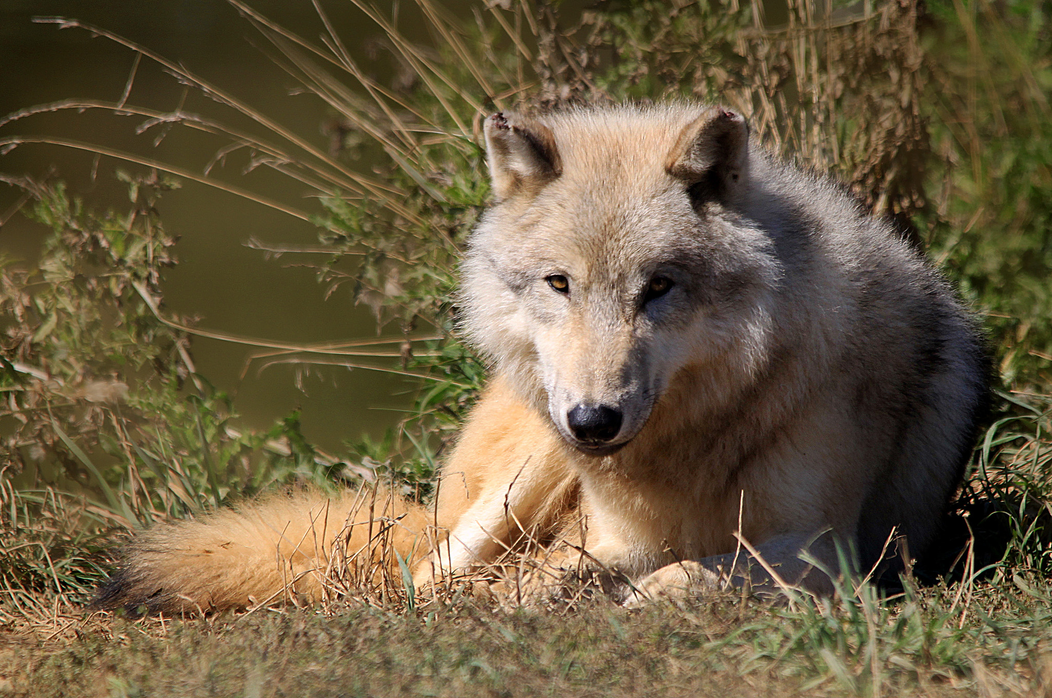 Sigma 150-500mm F5-6.3 DG OS HSM sample photo. Timber wolf photography