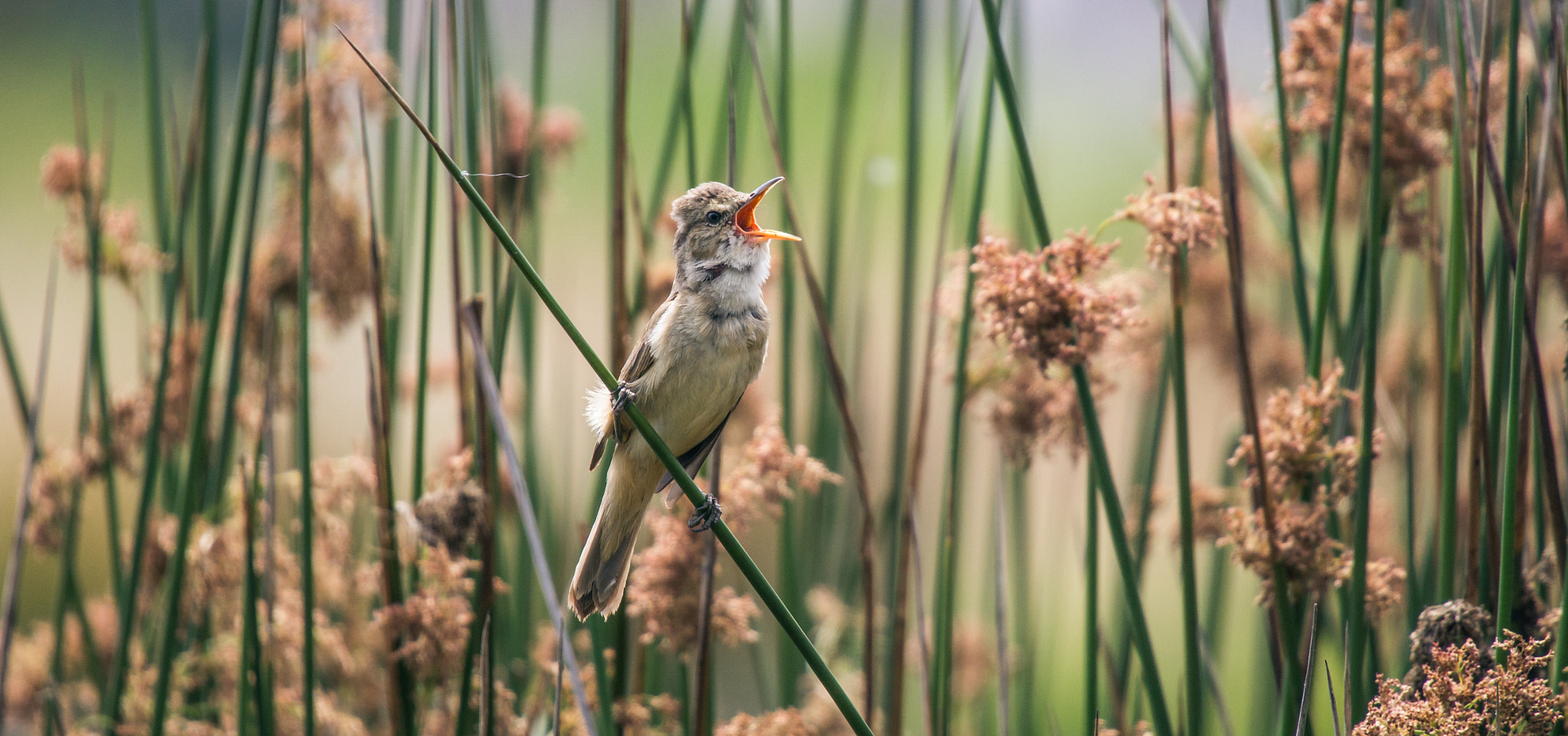 Sigma 150-500mm F5-6.3 DG OS HSM sample photo. Australian reed-warbler photography