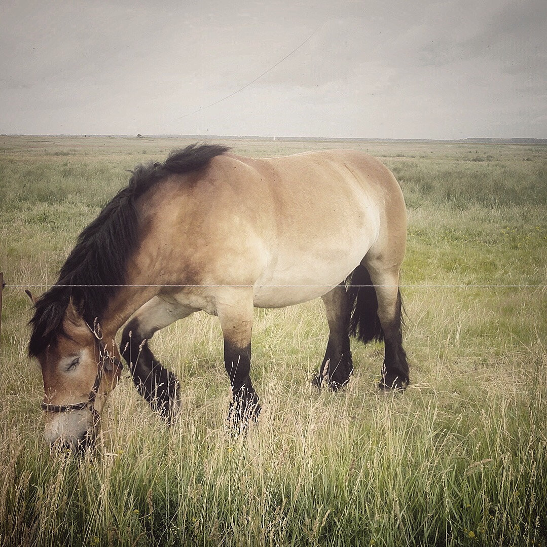 Sony DSC-W380 sample photo. Pony photography