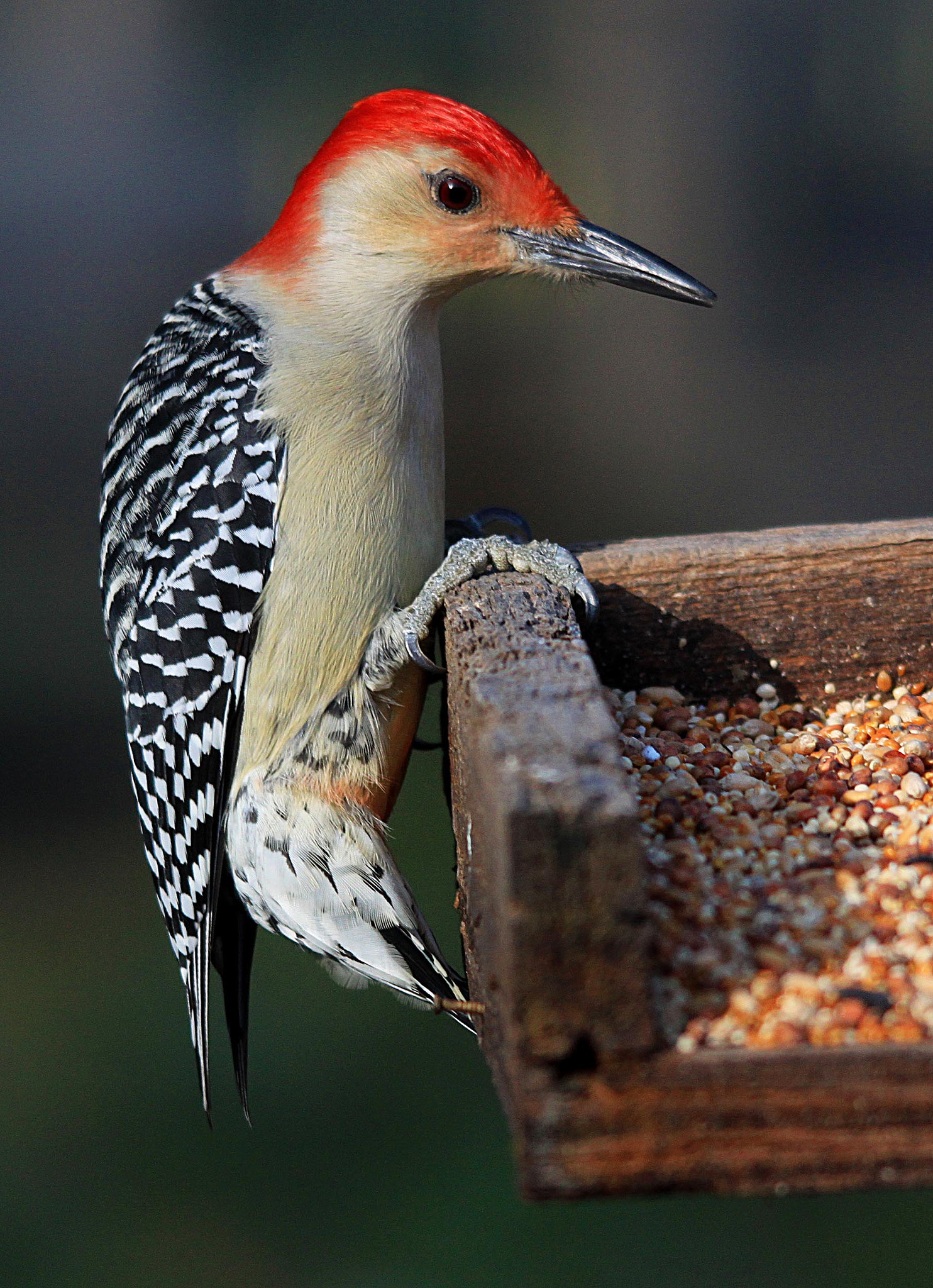 Sigma 150-500mm F5-6.3 DG OS HSM sample photo. Feeding time photography