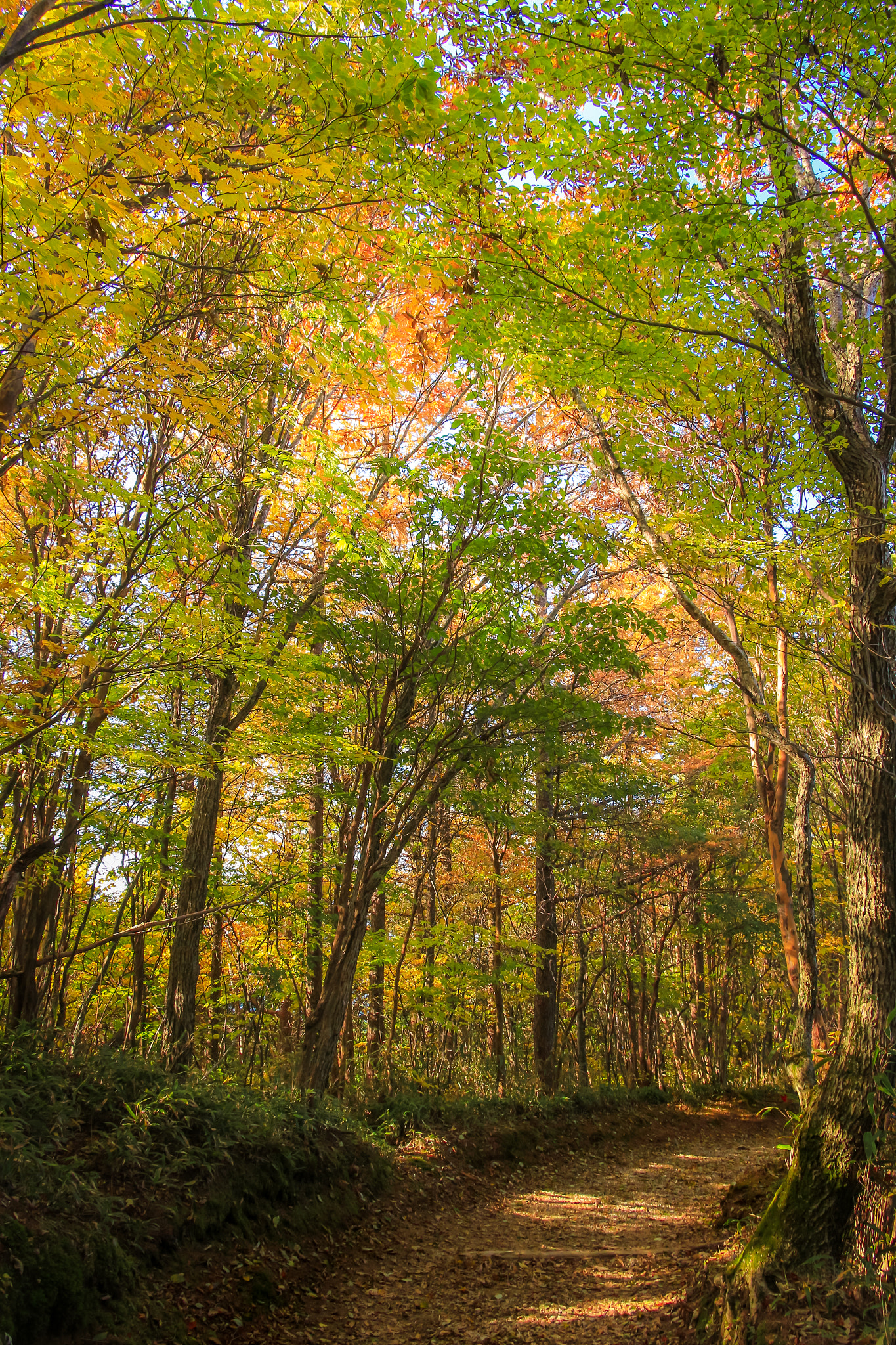 Canon EOS 650D (EOS Rebel T4i / EOS Kiss X6i) sample photo. Autumn path photography