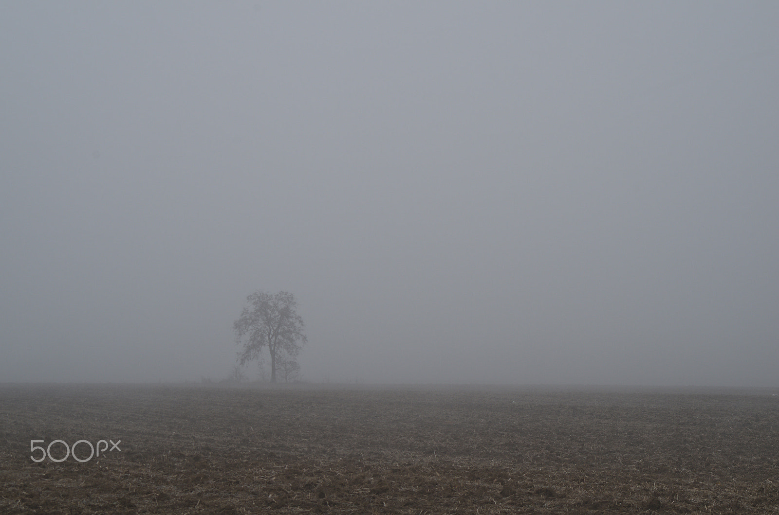 smc PENTAX-F 35-70mm F3.5-4.5 sample photo. Single tree photography