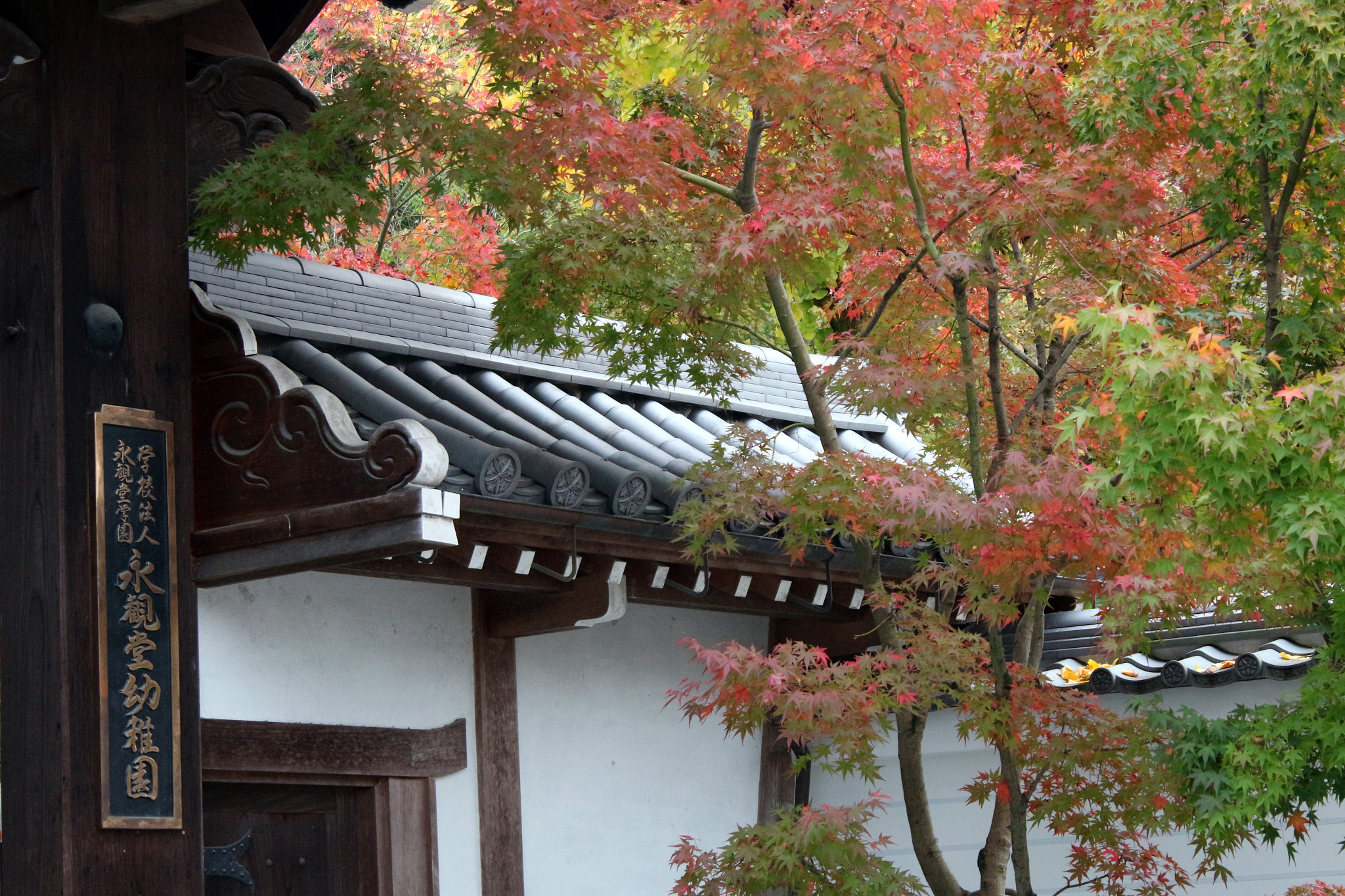 Canon EOS M2 sample photo. A maple in front of a kindergarden photography