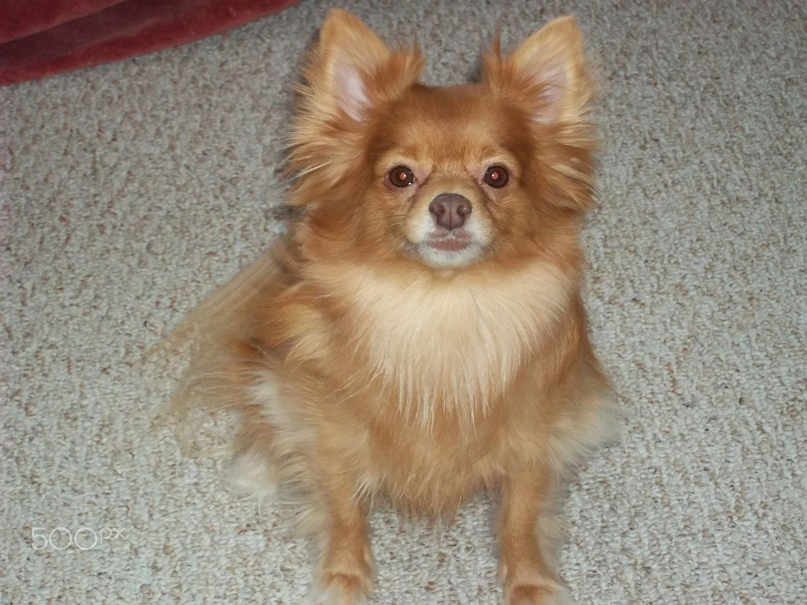 Kodak EASYSHARE C143 DIGITAL CAMERA sample photo. Gunner posing for treats photography
