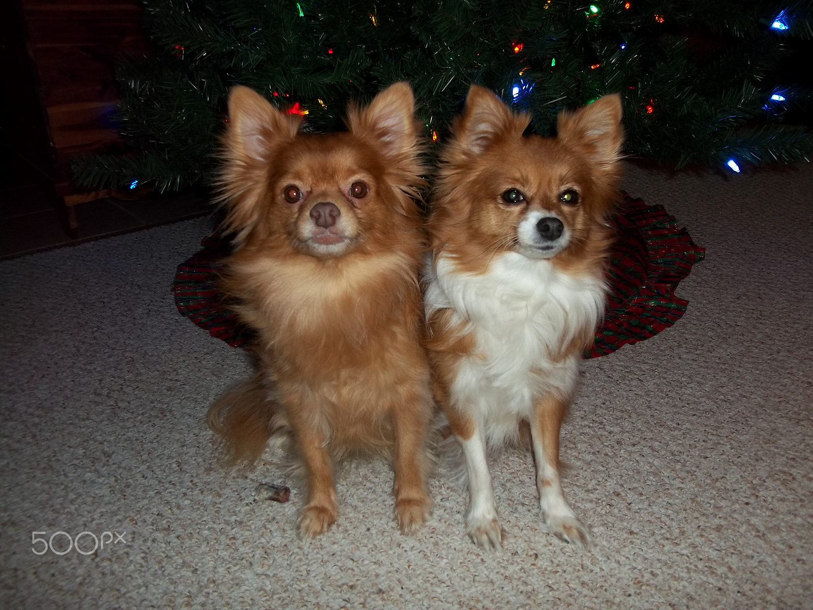 Kodak EASYSHARE C143 DIGITAL CAMERA sample photo. Pretty, pretty, puppies photography