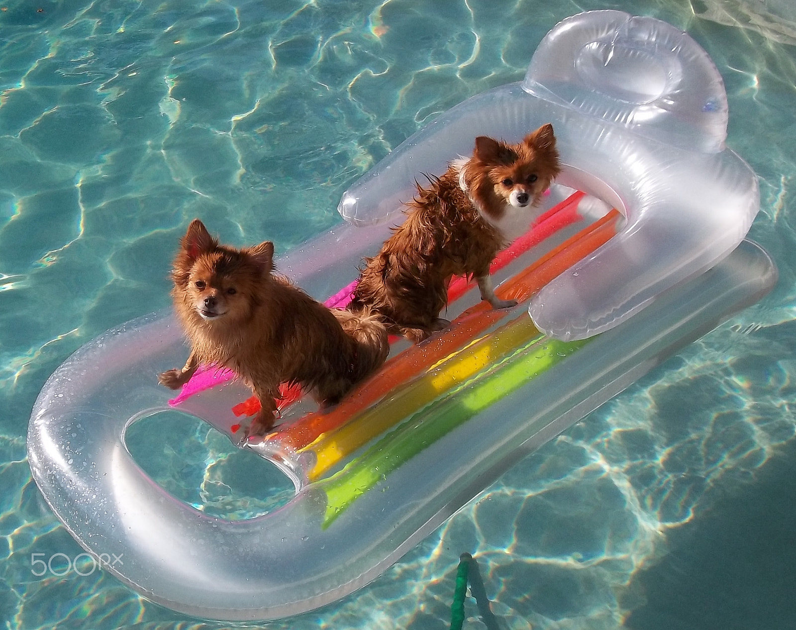 Kodak EASYSHARE C143 DIGITAL CAMERA sample photo. Fun in the sun / gidget & gunner photography