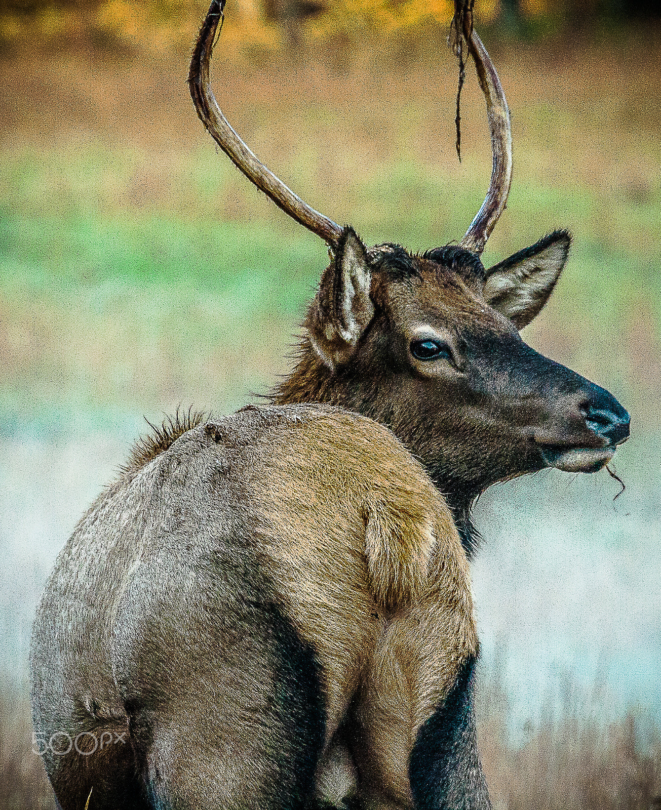 Canon EOS 400D (EOS Digital Rebel XTi / EOS Kiss Digital X) sample photo. Smokey mountain elk photography