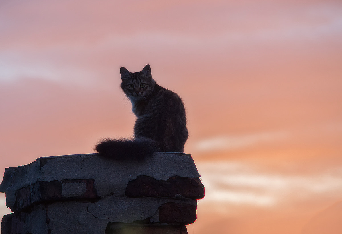 Sony Alpha DSLR-A850 + Minolta AF 70-210mm F4 Macro sample photo. Cat on a pipe. photography