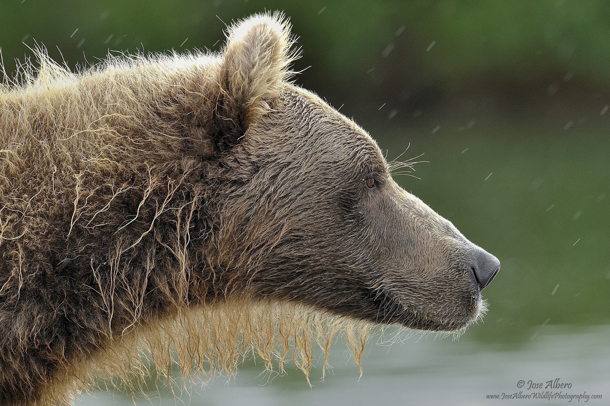 Nikon AF-S Nikkor 500mm F4D ED-IF II sample photo. Wildlife portrait photography