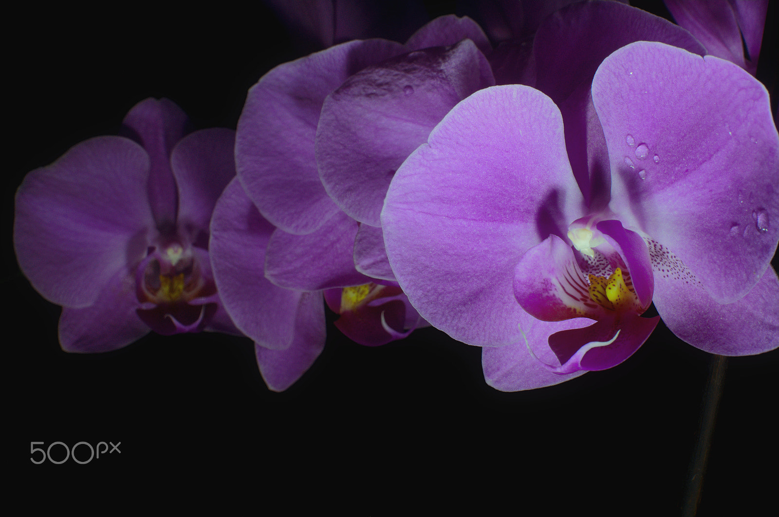 Nikon D7000 + AF-S Nikkor 35mm f/1.8G sample photo. Three orchid flos photography