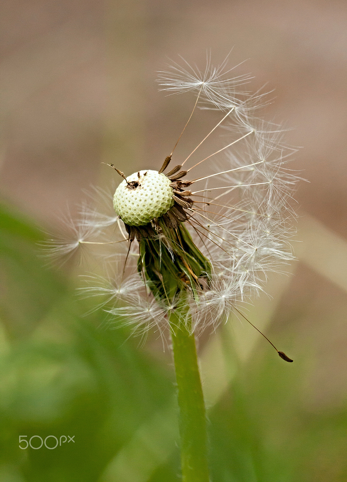 Canon EOS 450D (EOS Rebel XSi / EOS Kiss X2) + Canon EF 100mm F2.8L Macro IS USM sample photo. Dandelion photography