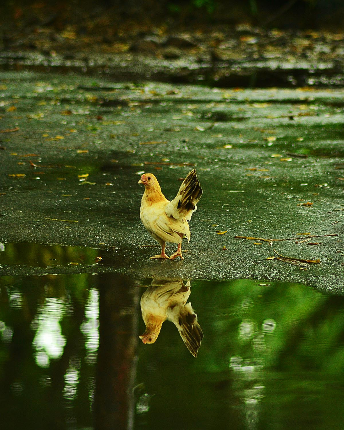 Sigma 50-150mm F2.8 EX DC APO OS HSM sample photo. White chicken on reflection  photography