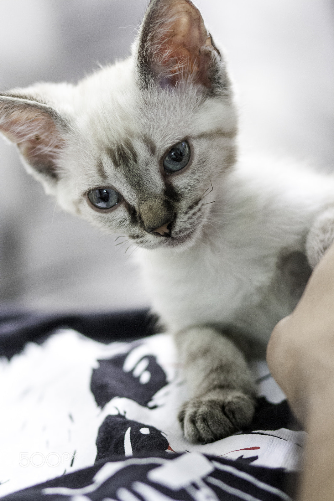 Canon EOS 1000D (EOS Digital Rebel XS / EOS Kiss F) sample photo. Cat photography