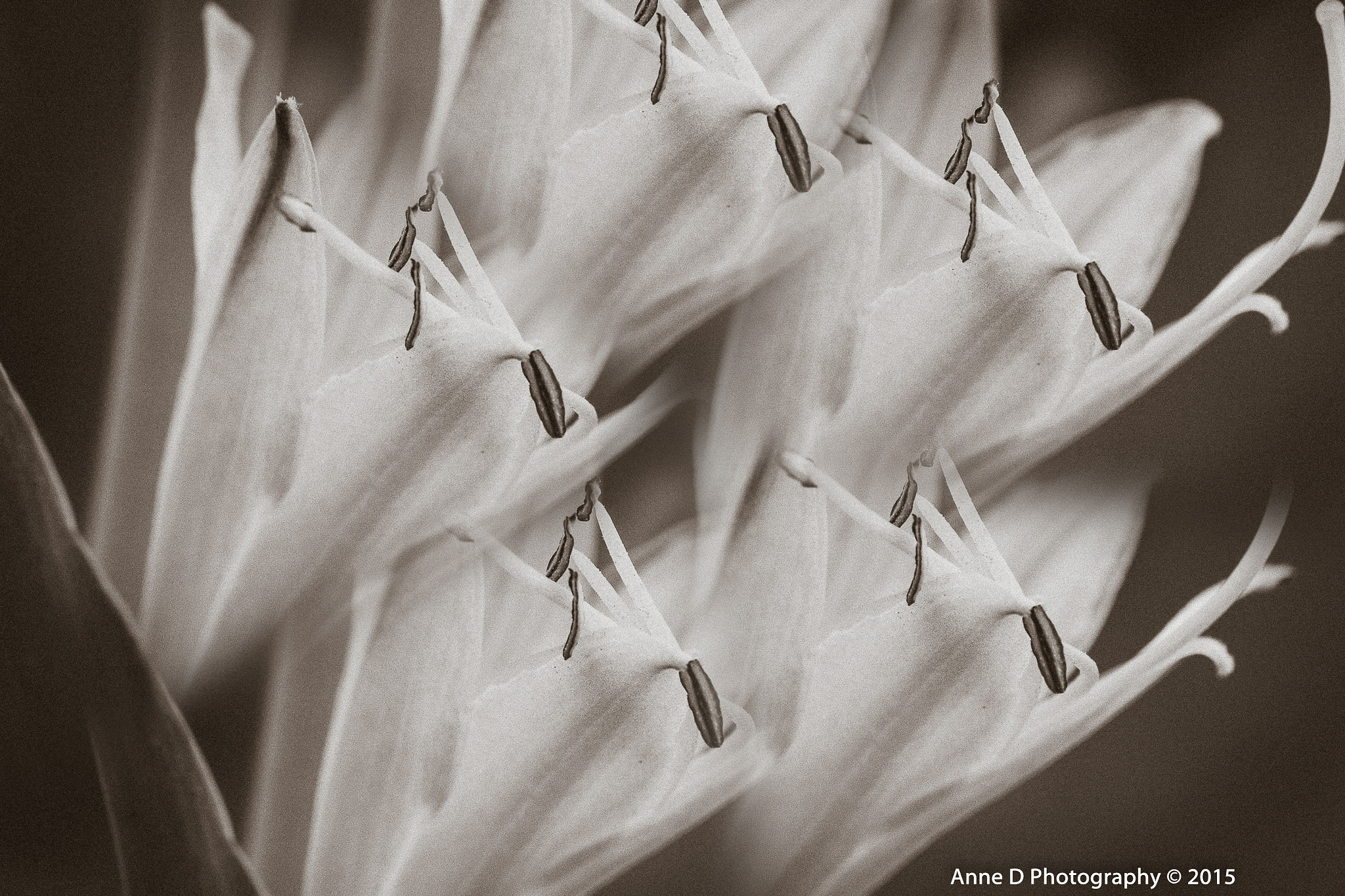 Sigma 105mm F2.8 EX DG OS HSM sample photo. Abstract nature photography