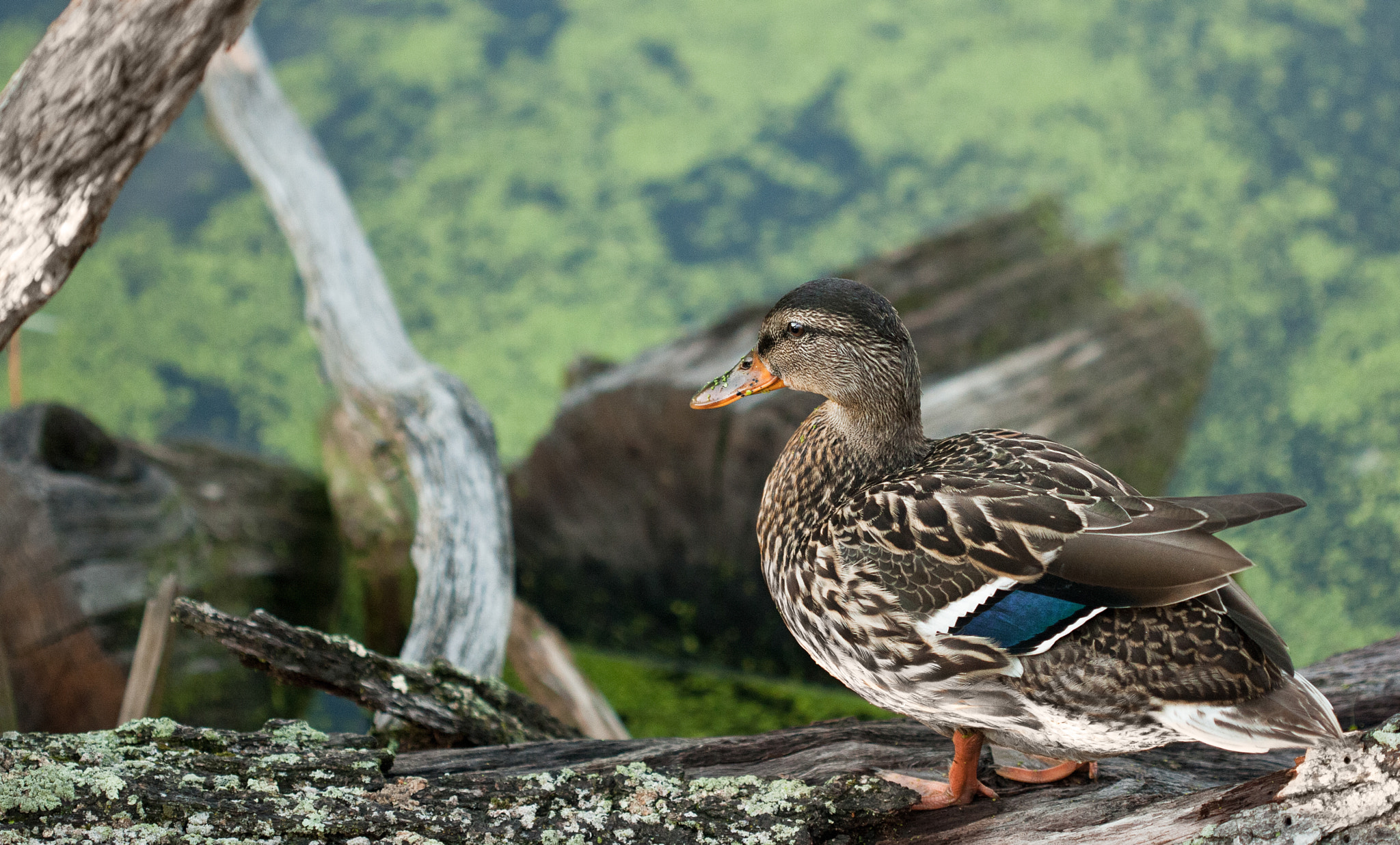 Canon EOS 40D + Canon EF 100mm F2.8 Macro USM sample photo. Ducky photography