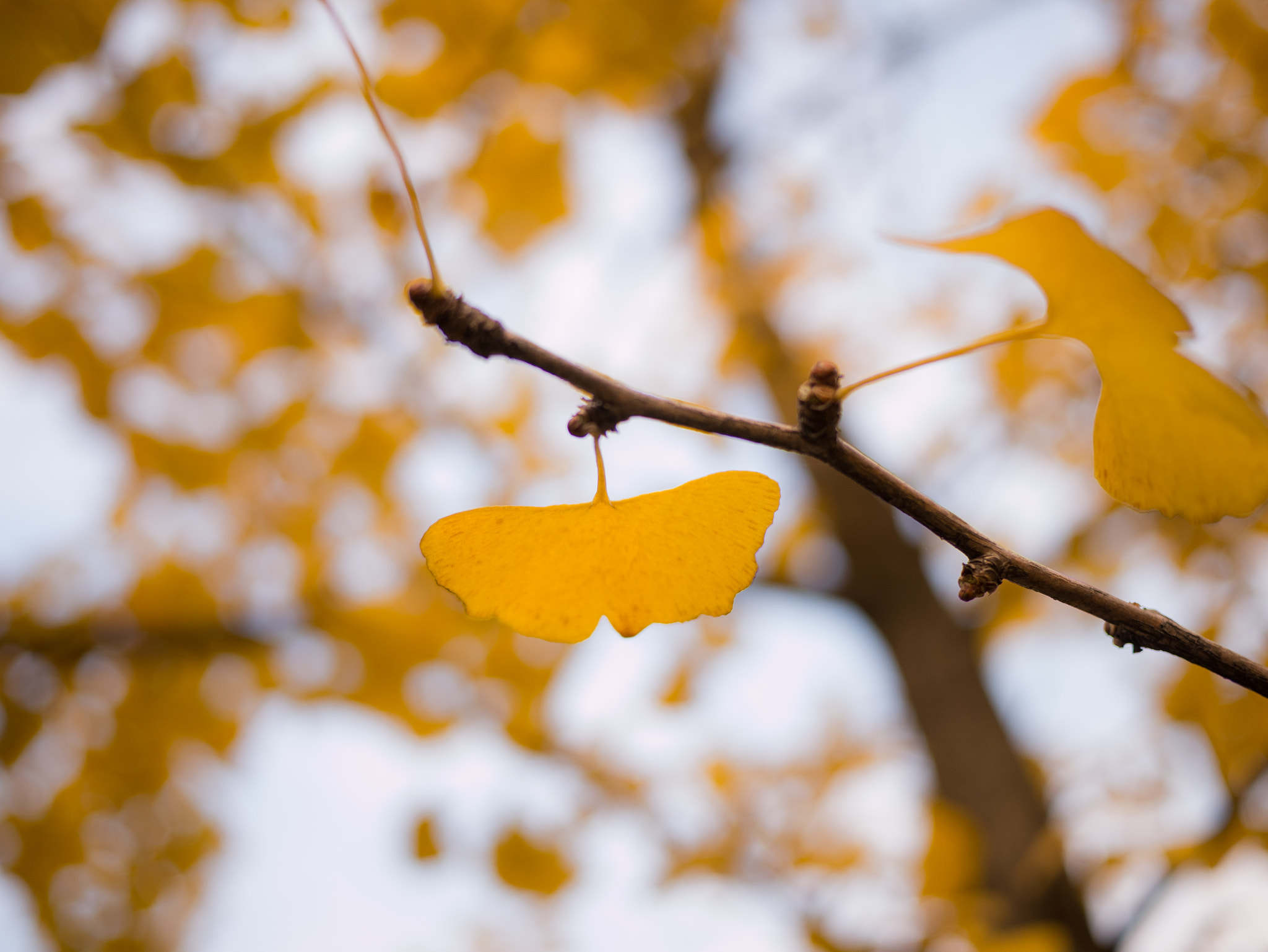 Xiaomi MI4 + Panasonic Lumix G 20mm F1.7 ASPH sample photo. Ginkgo photography