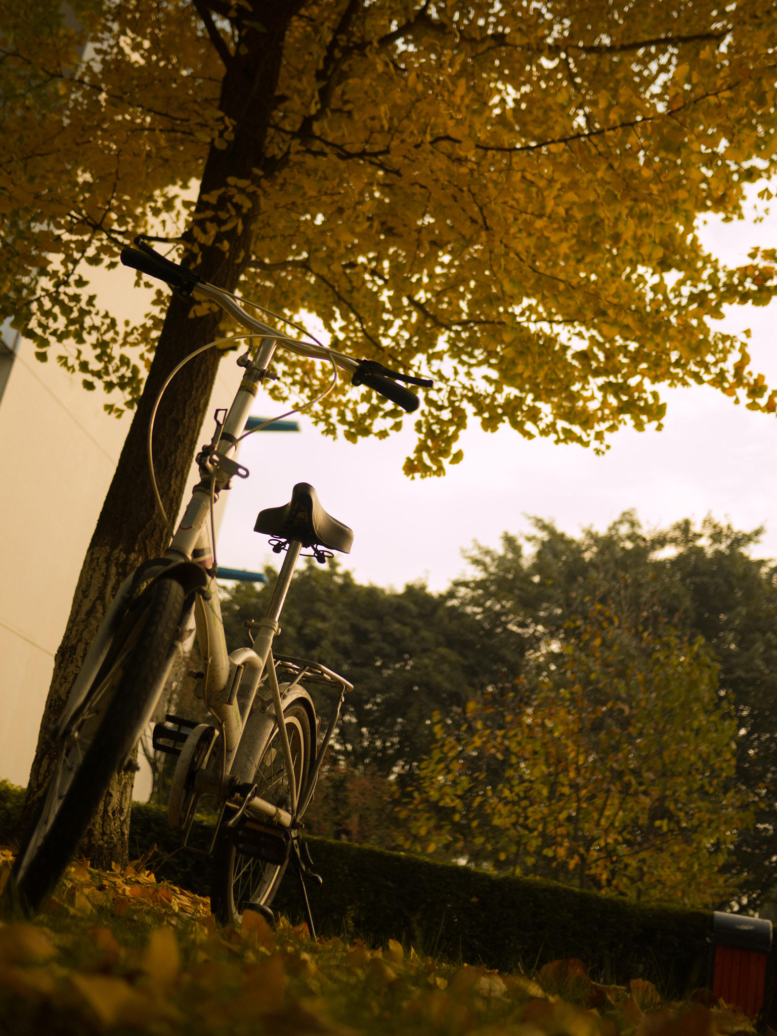 Xiaomi MI4 + Panasonic Lumix G 20mm F1.7 ASPH sample photo. Ginkgo photography