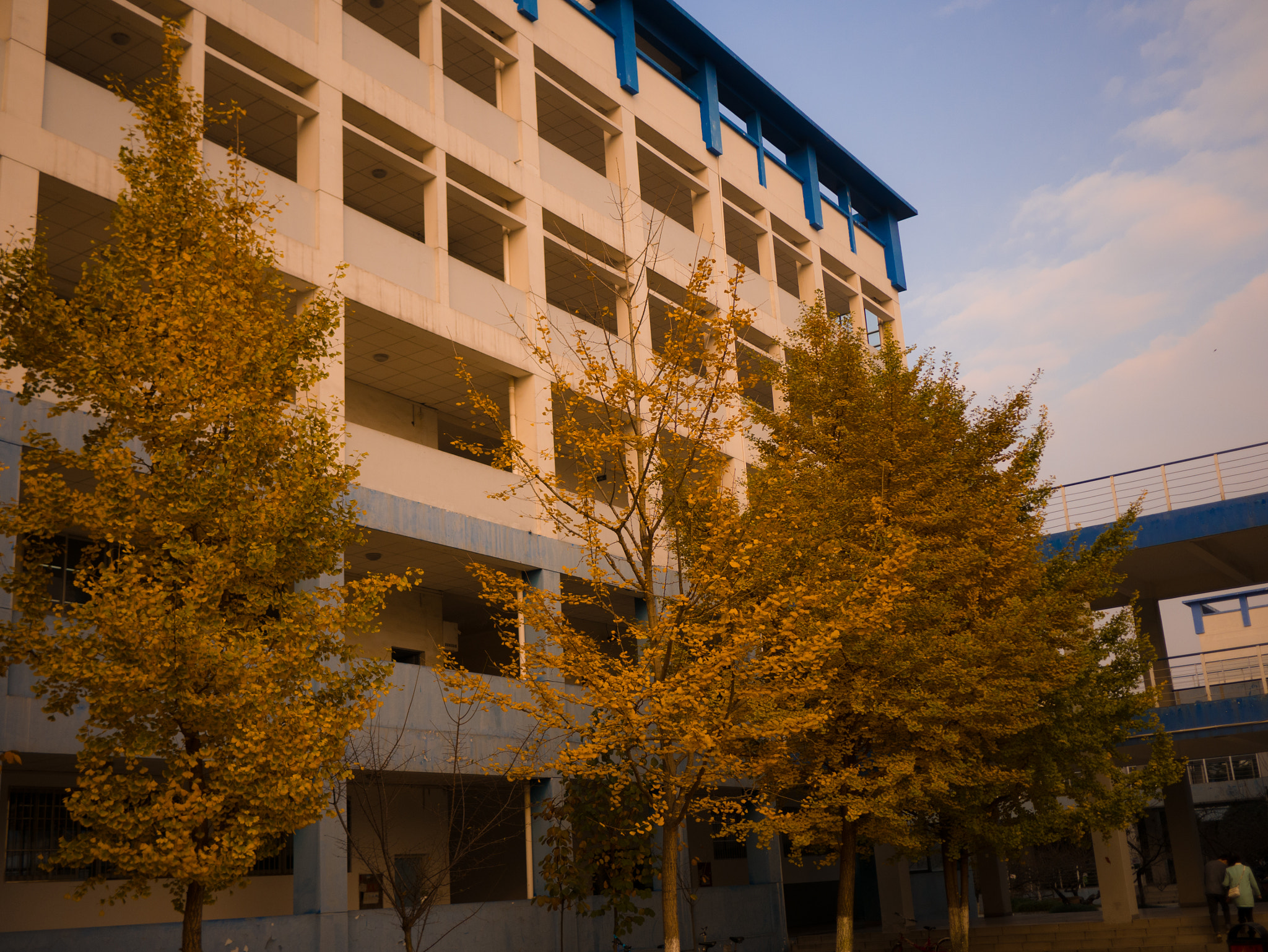Xiaomi MI4 + Panasonic Lumix G 20mm F1.7 ASPH sample photo. Ginkgo photography