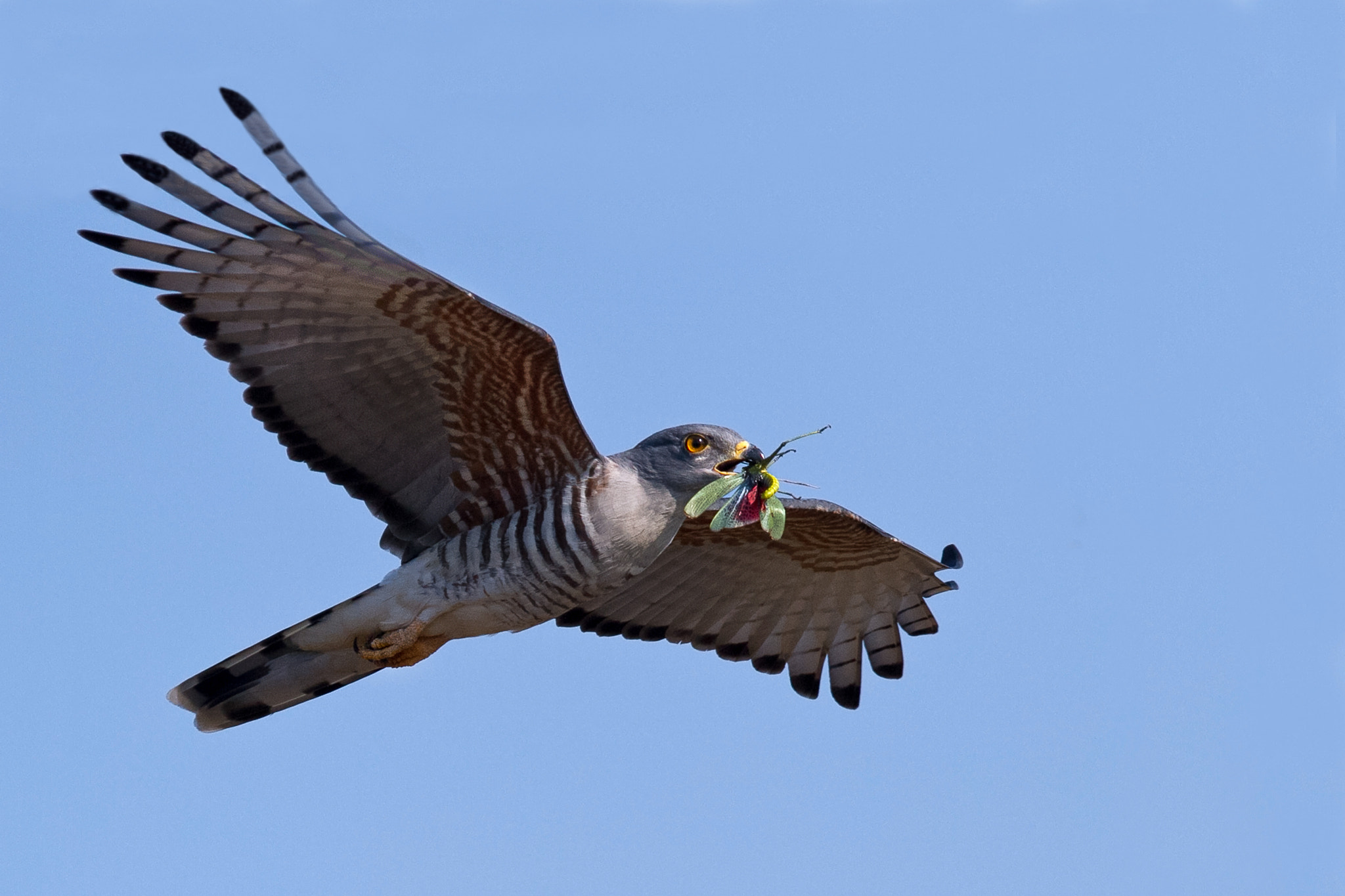 Canon EF 300mm F2.8L IS USM sample photo. Cuckoo hawk vidal photography