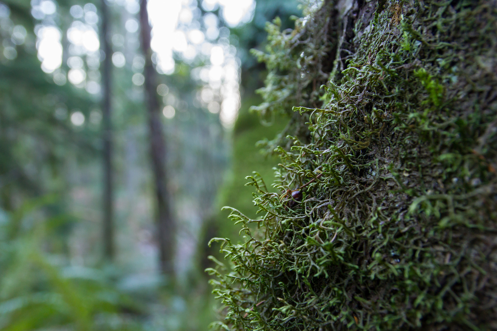 Sigma 17-70mm F2.8-4 DC Macro OS HSM sample photo. Mossy tree photography
