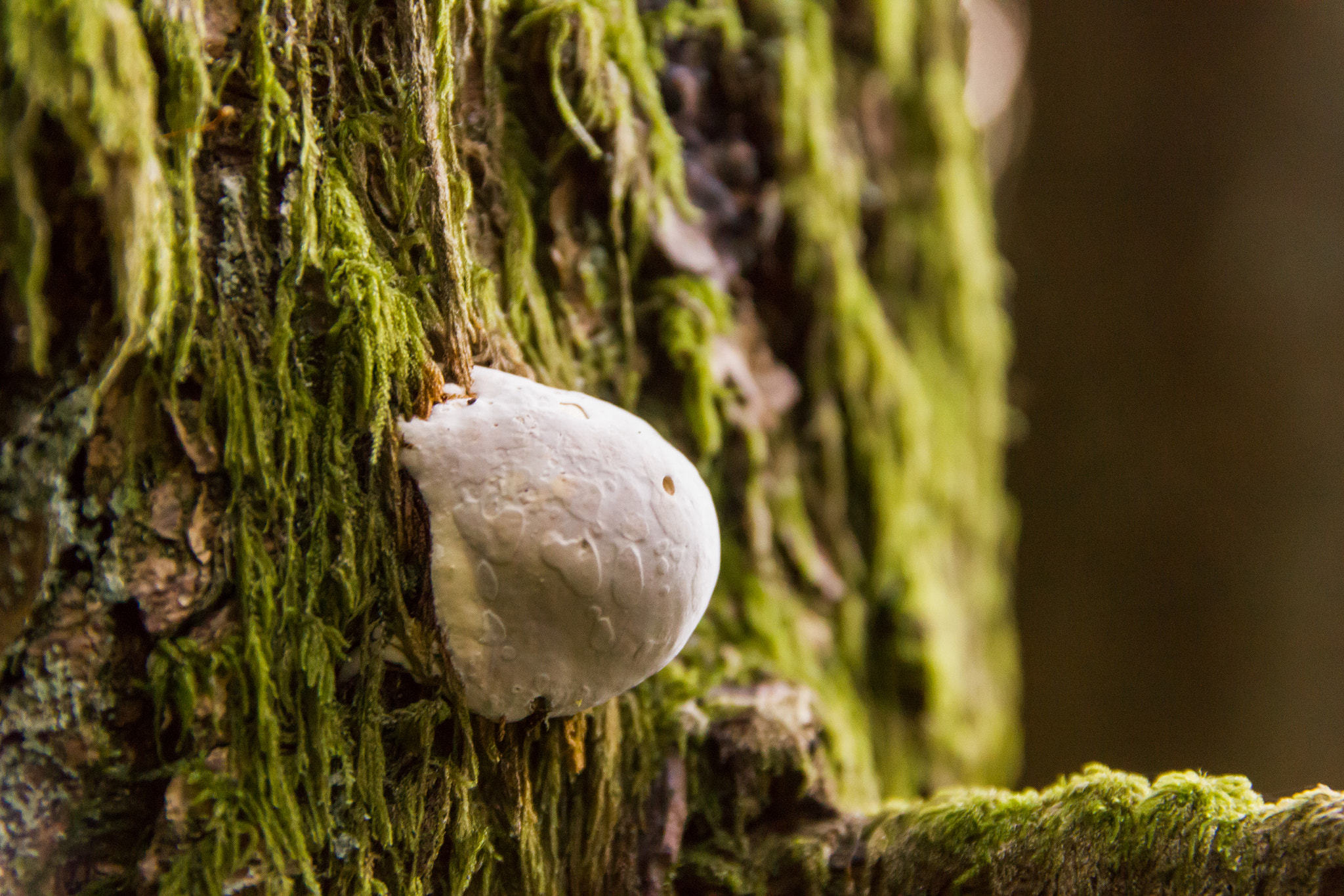 Sigma 17-70mm F2.8-4 DC Macro OS HSM sample photo. Mushroom on tree photography