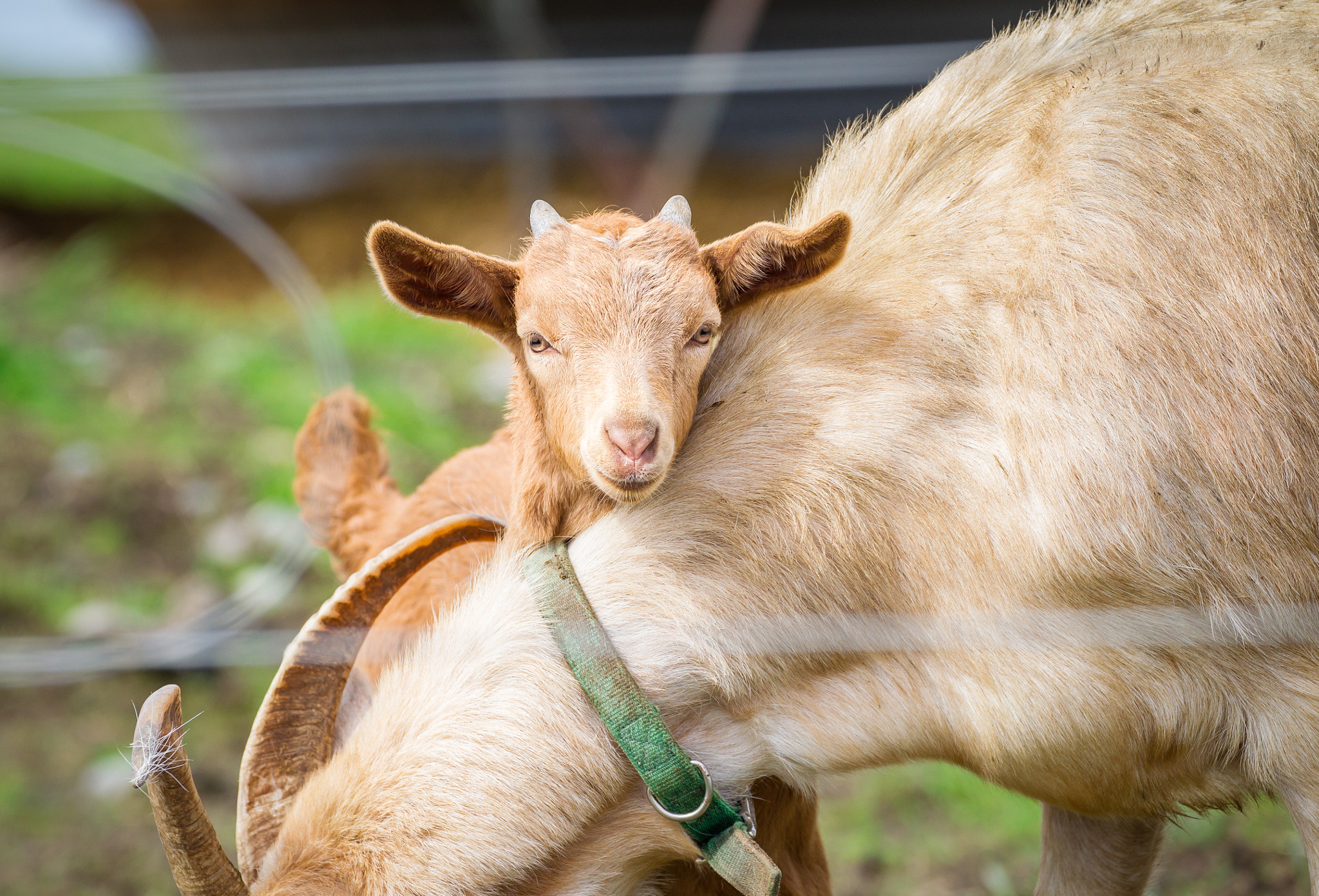 Canon EF 70-300mm F4-5.6L IS USM sample photo. Baby goat photography