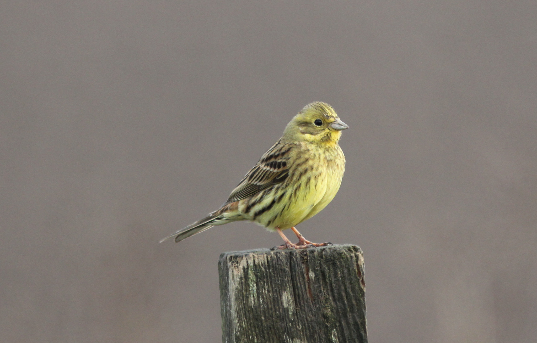 Canon EF 300mm F4L IS USM sample photo. Yellow hammer 1 photography