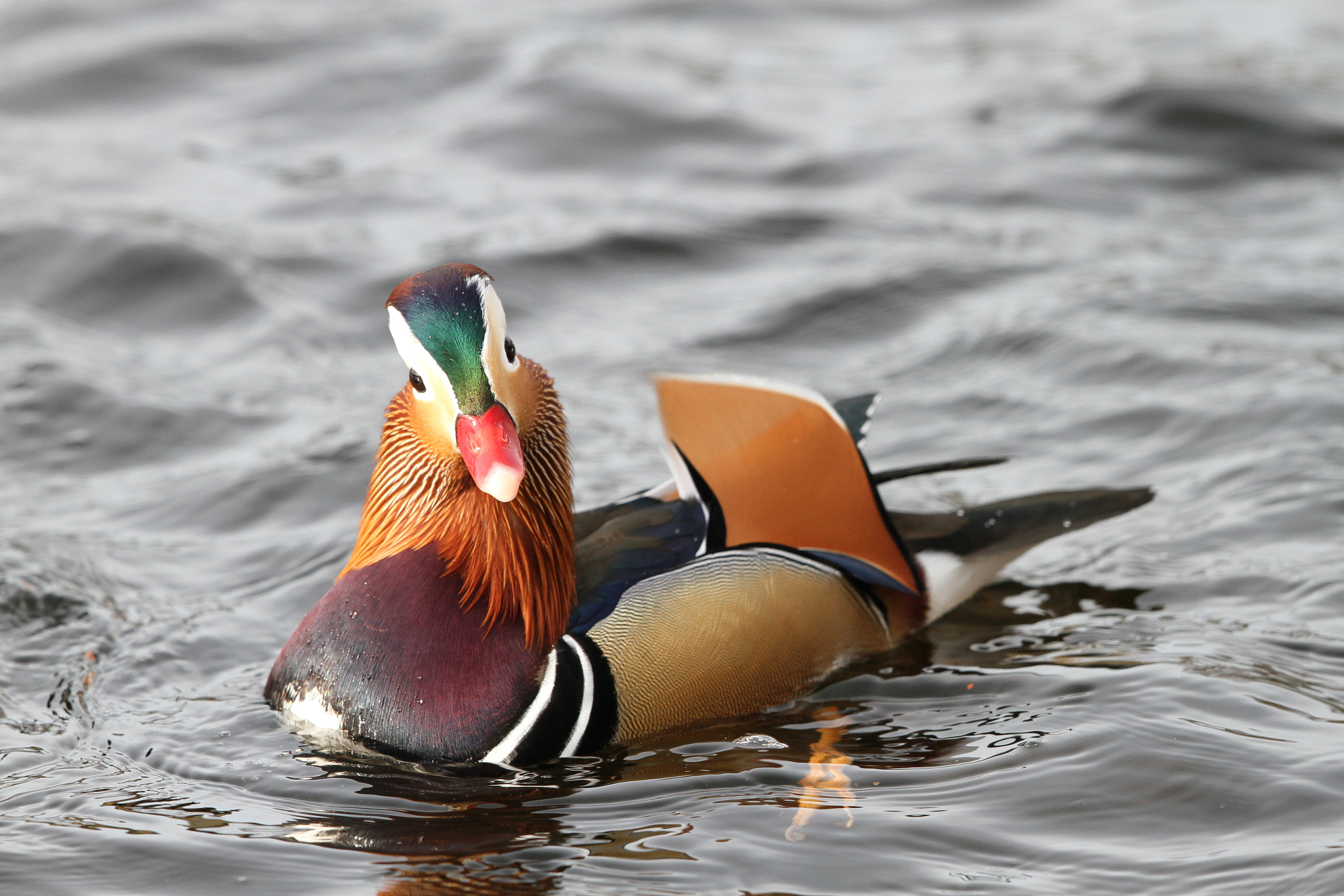 Canon EF 500mm F4L IS II USM sample photo. Mandarn duck 1 photography